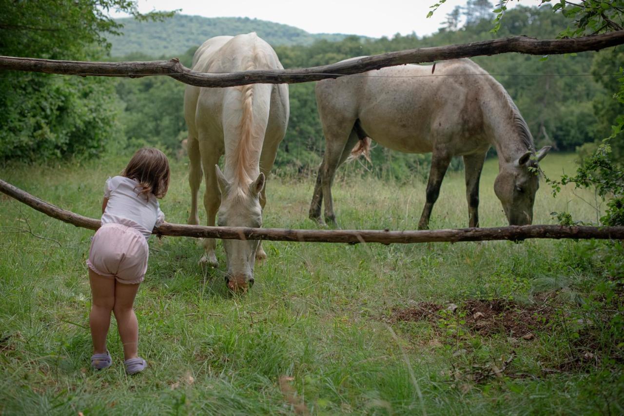 Tmbin'S Barn - Nature, Horses, Family Sežana Dış mekan fotoğraf