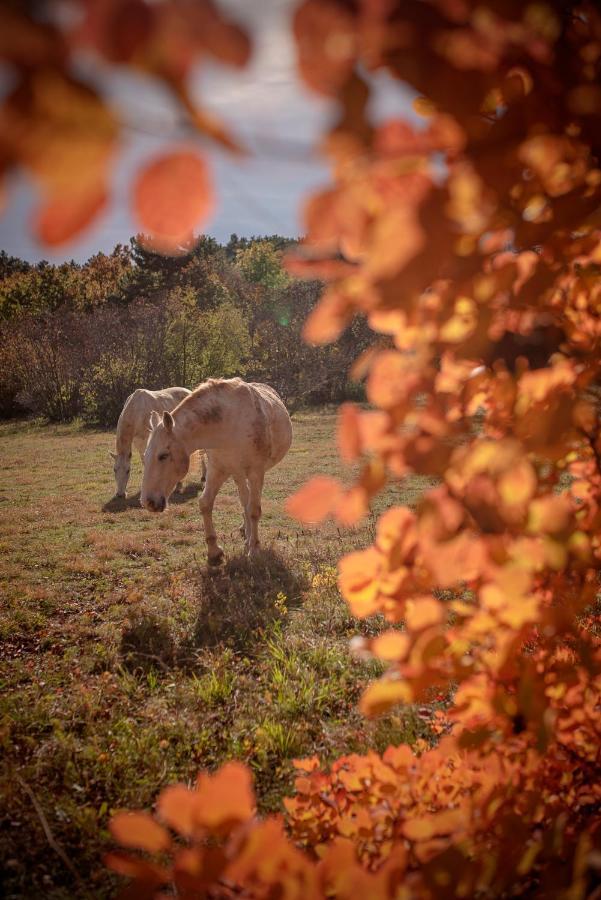 Tmbin'S Barn - Nature, Horses, Family Sežana Dış mekan fotoğraf