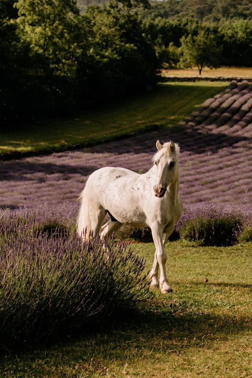 Tmbin'S Barn - Nature, Horses, Family Sežana Dış mekan fotoğraf