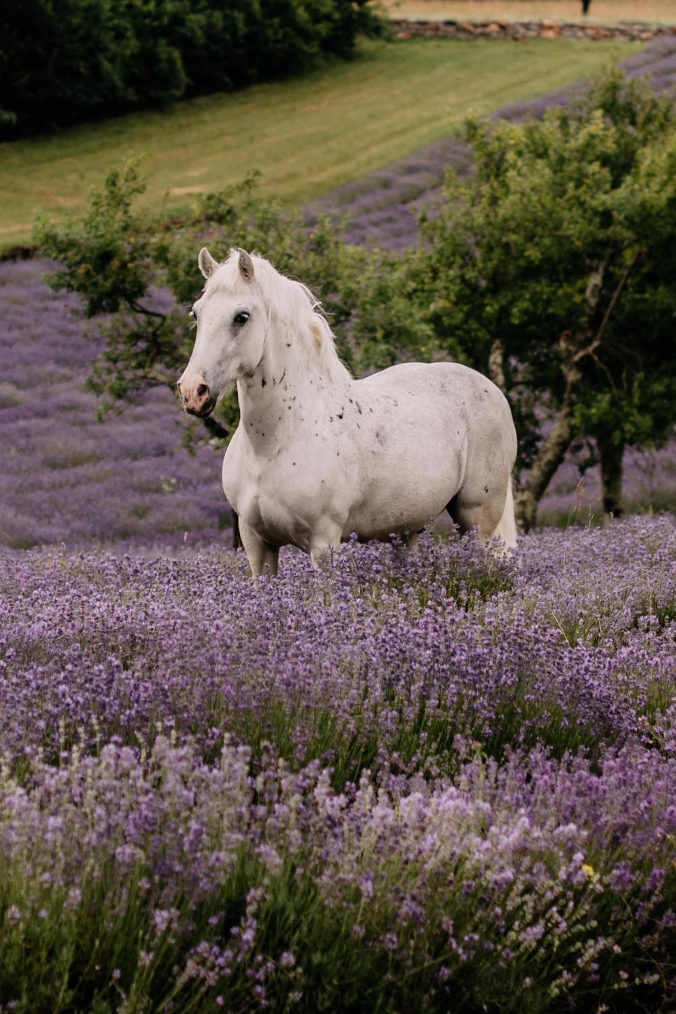 Tmbin'S Barn - Nature, Horses, Family Sežana Dış mekan fotoğraf
